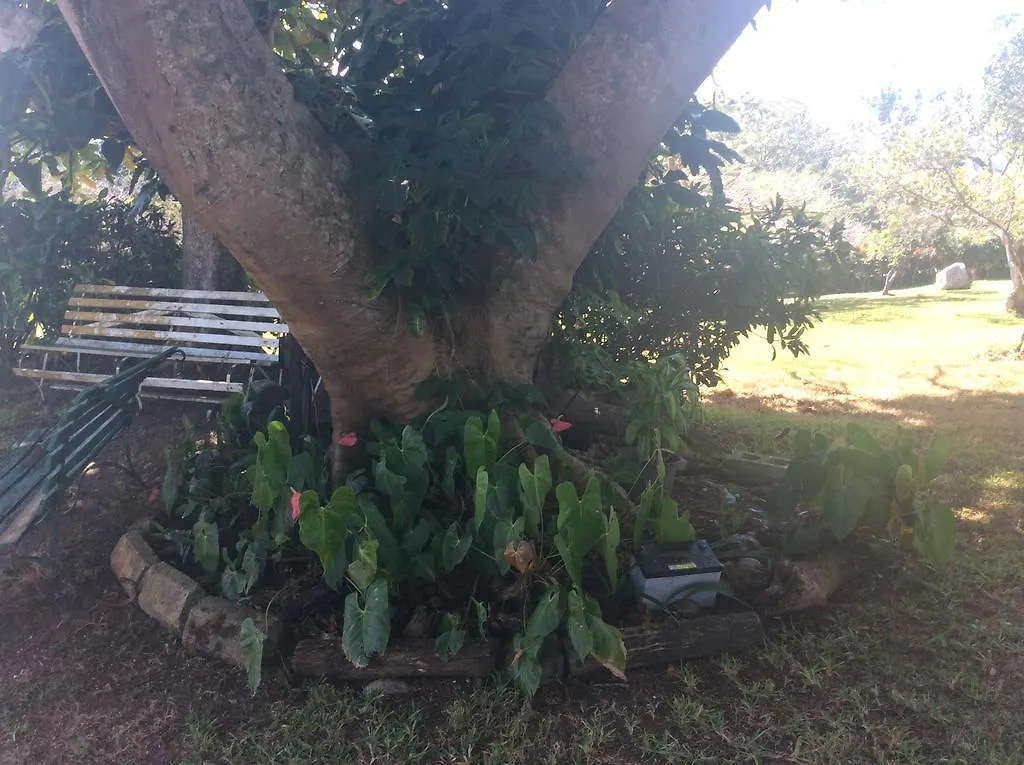 June Plum Bed And Breakfast Mandeville Jamaica