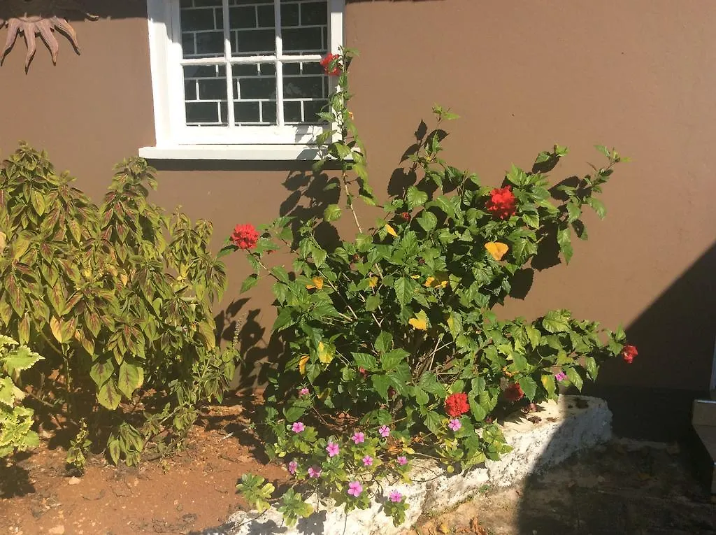 *** Alojamento de Acomodação e Pequeno-almoço June Plum Bed And Breakfast Mandeville Jamaica